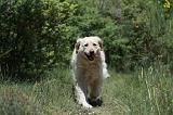 GOLDEN RETRIEVER 1164